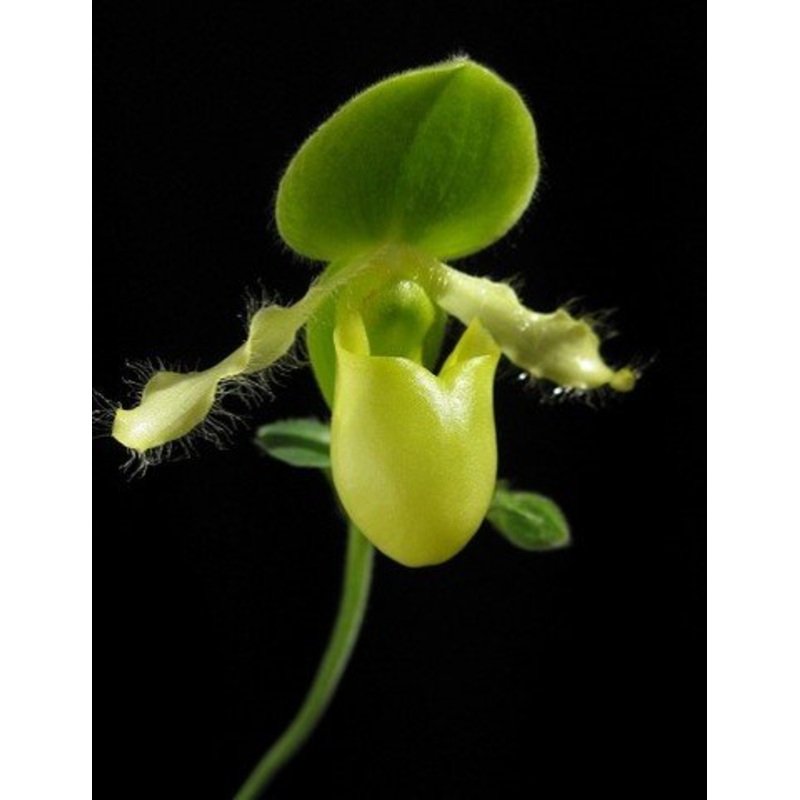 Paphiopedilum primulinum (Small Plant)