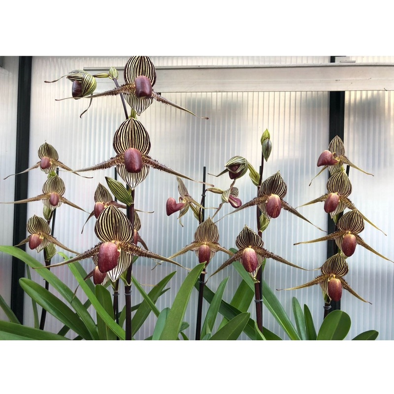Paphiopedilum rothschildianum ‘Triple Five Remake’