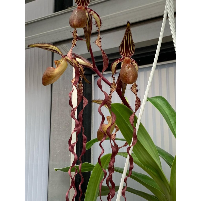 Paphiopedilum sanderianum ‘Chocolate Queen x 101cm Select’