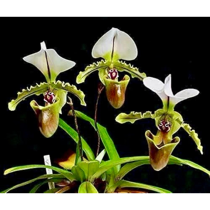 Paphiopedilum spicerianum SS 1