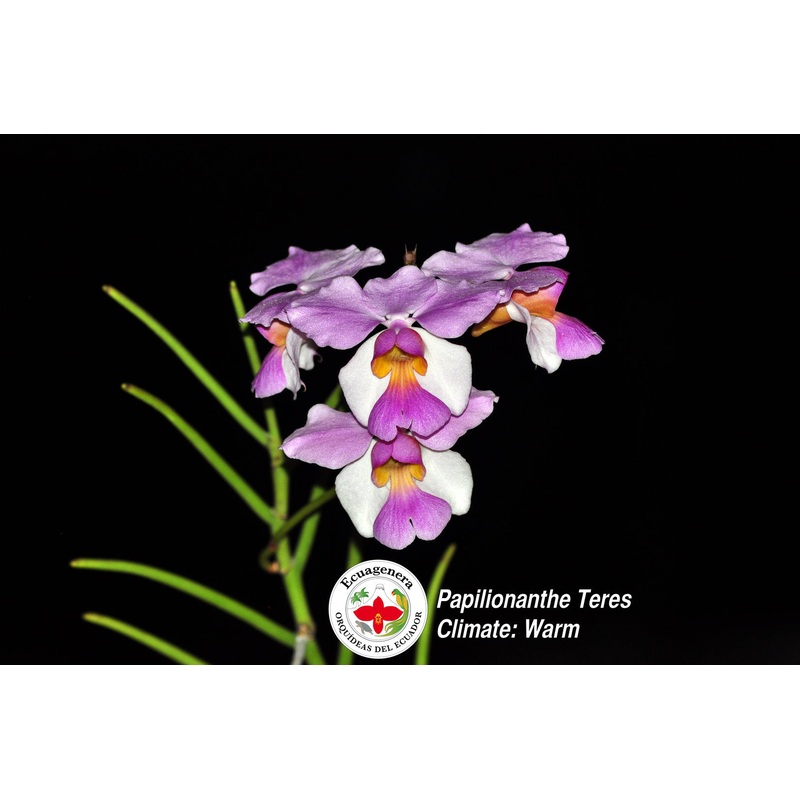 Papilionanthe teres