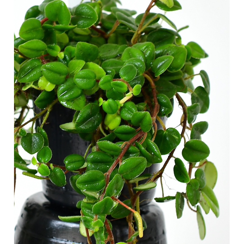 Peperomia sp ‘Loreto’