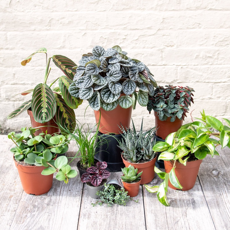 Pet Friendly Houseplant Mystery Box