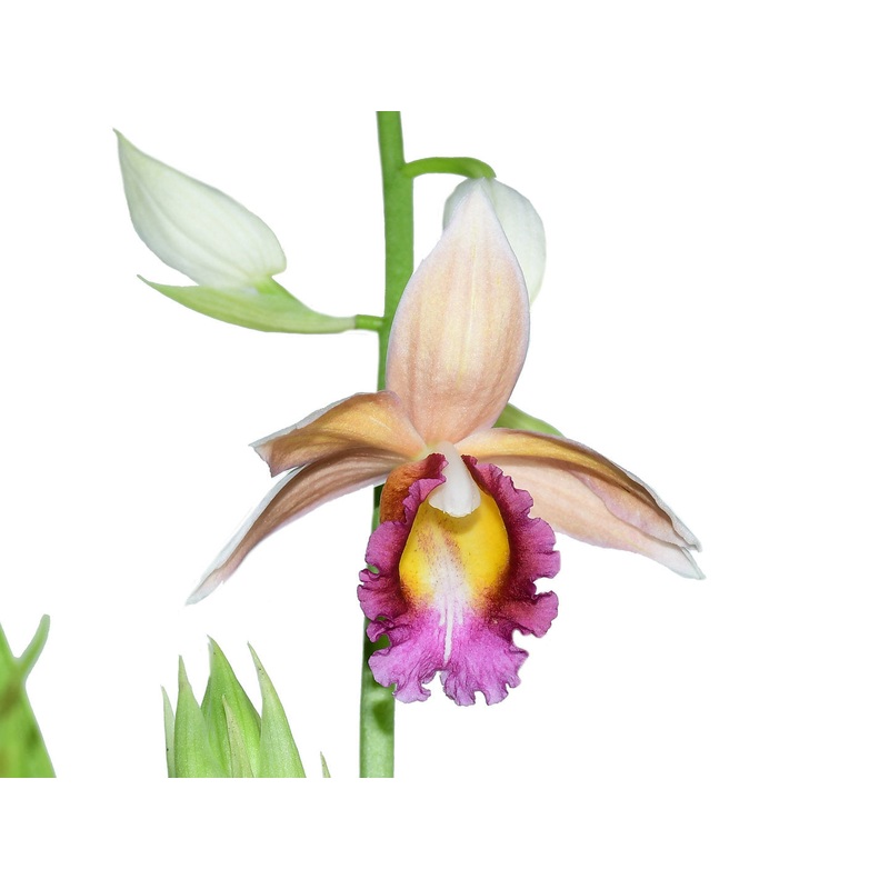 Phaius wallichii
