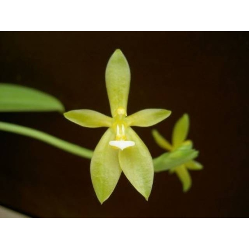 Phalaenopsis cornu-cervi alba Small