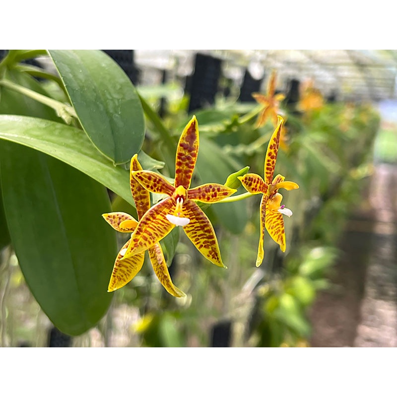 Phalaenopsis cornu-cervi ‘XXL’
