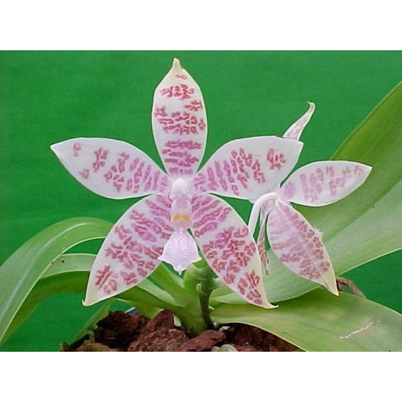 Phalaenopsis hieroglyphica|9 cm|Nee|Ja