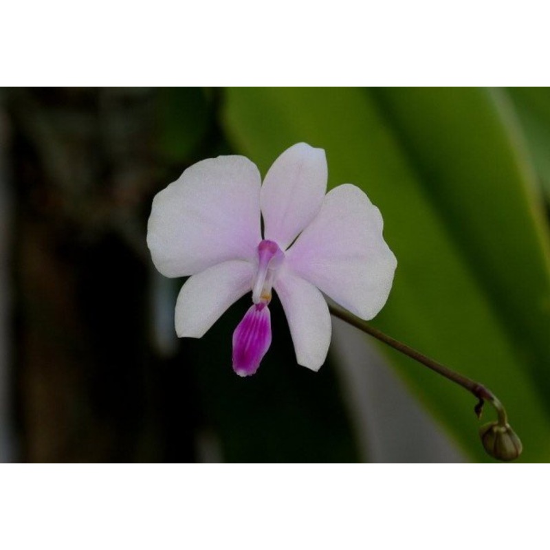 Phalaenopsis lowii|Ja|Nee