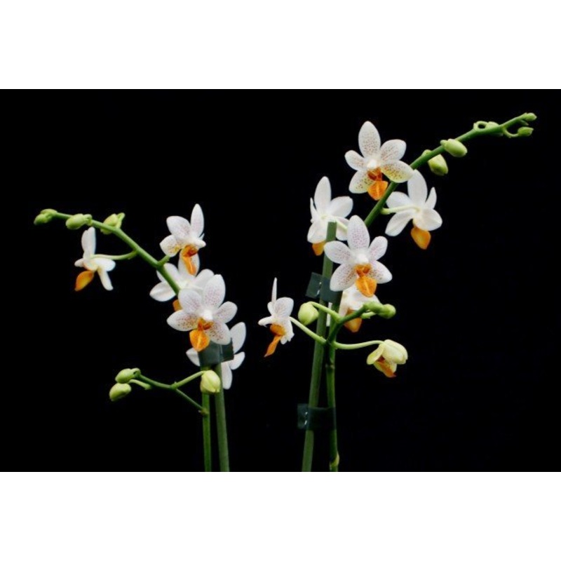 Phalaenopsis Mini Mark|9 cm|Nee|Ja