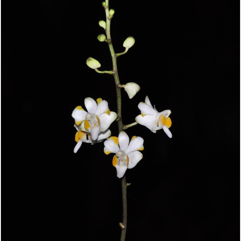 Phalaenopsis pulcherrima f. alba