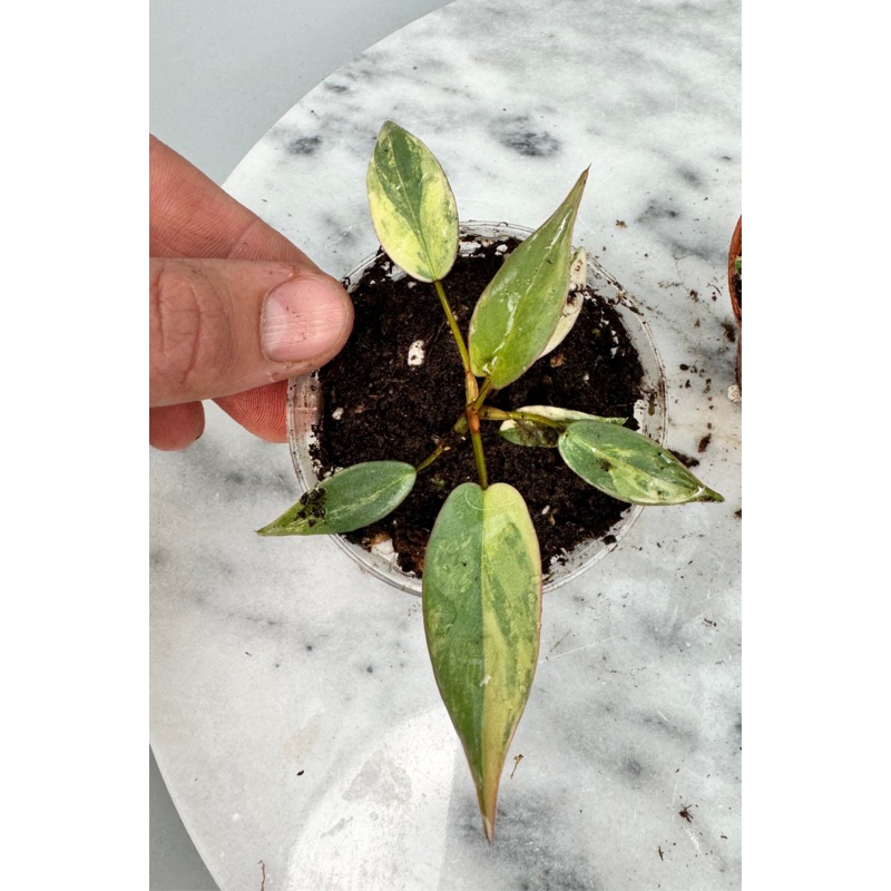 Philodendron atabapoense variegata (Small Size)