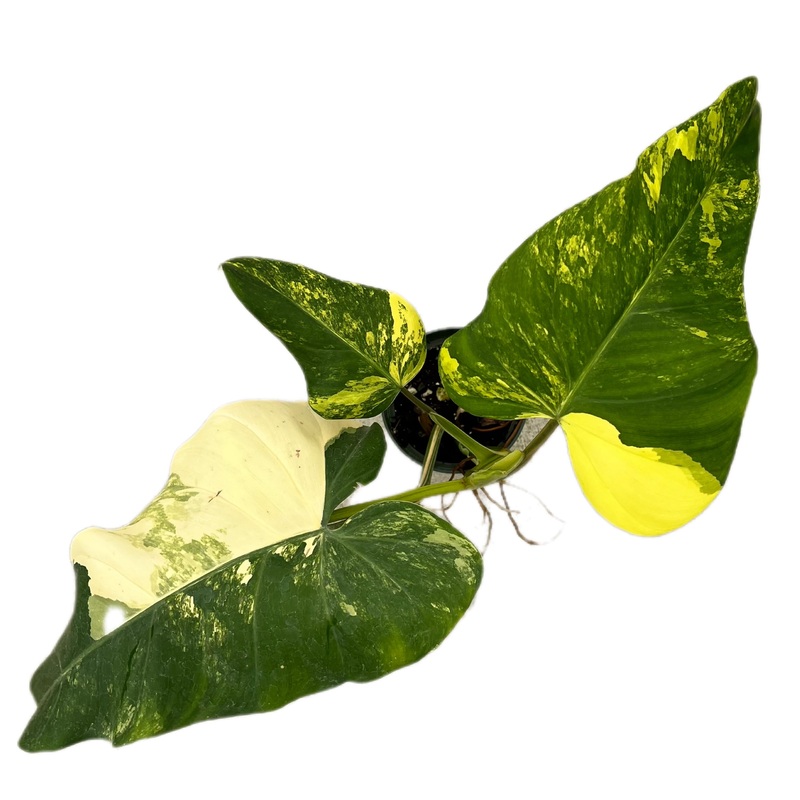 Philodendron domesticum variegated