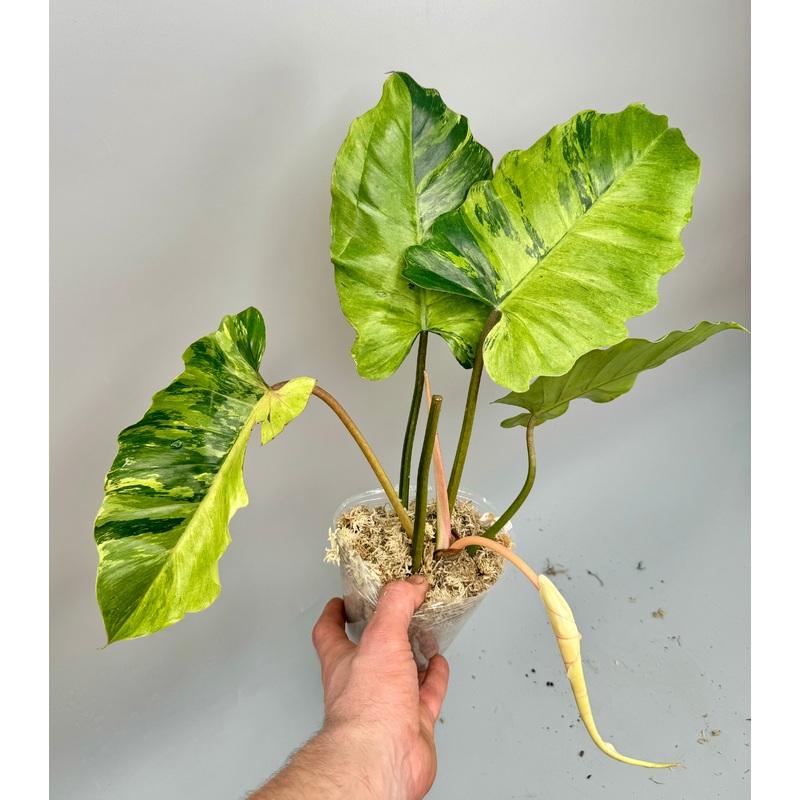 Philodendron Jungle Fever Variegated