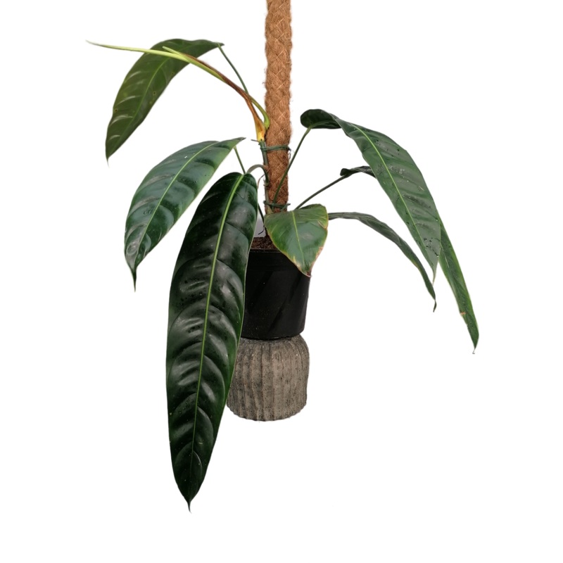 Philodendron patriciae Big XL|19 cm