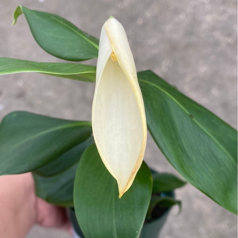 Philodendron pteromischum ‘Napo’