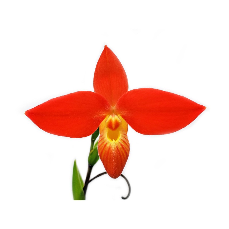 Phragmipedium besseae Limon