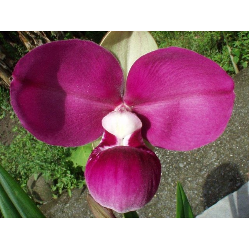 Phragmipedium kovachii ‘Pink Sensation Remake 2024’