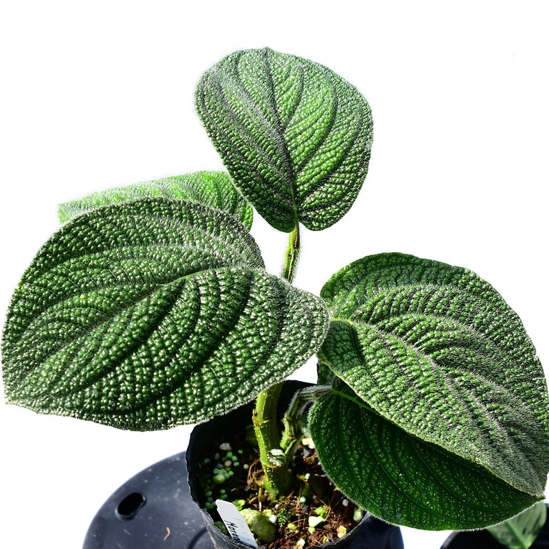 Piper sp ‘Santiago’
