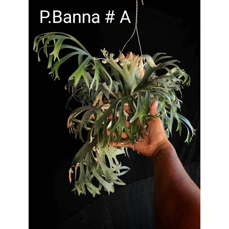 Platycerium Banna|12 cm