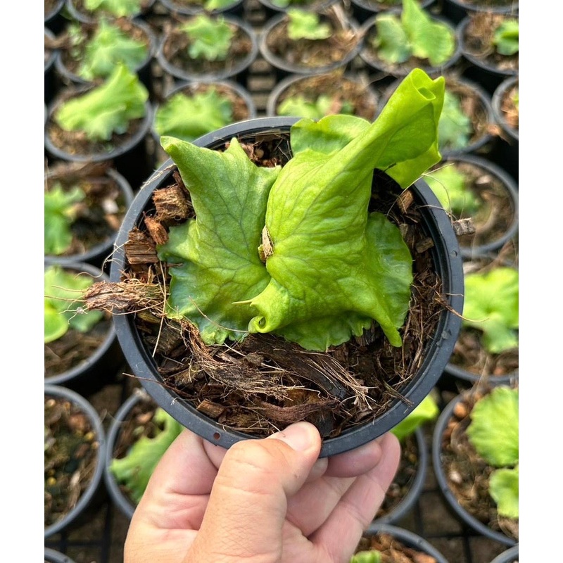 Platycerium coronarium dwarf