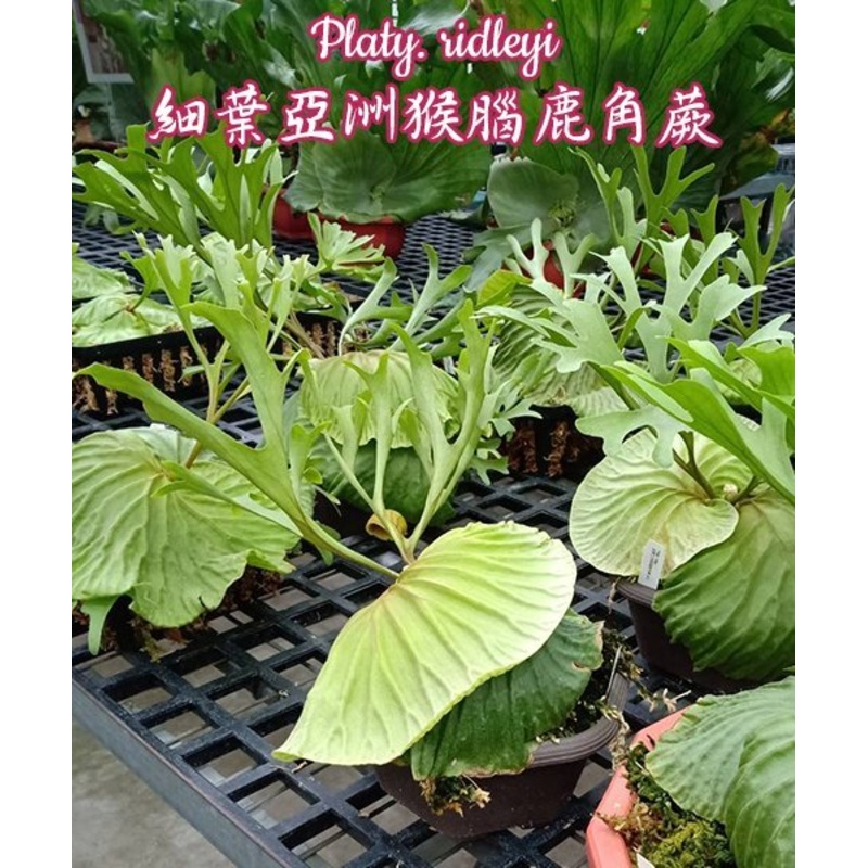 Platycerium ridleyi (Small Plant)
