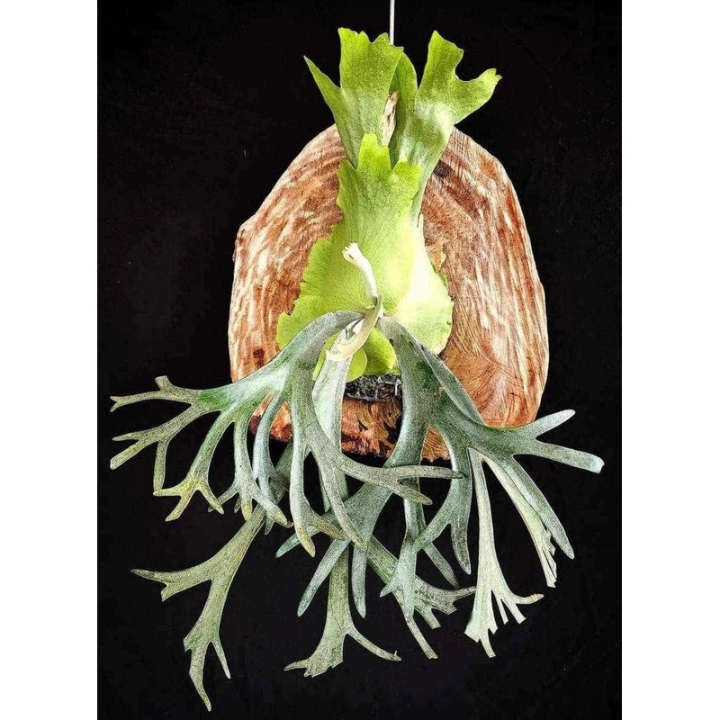 Platycerium willinckii cv. Dwarf Tatsuta