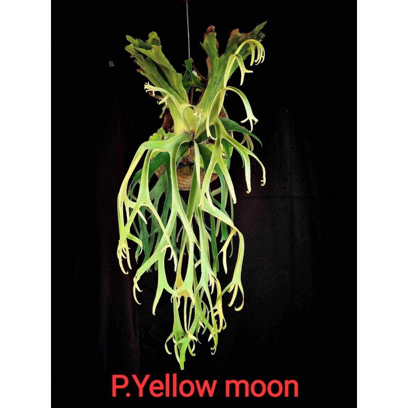Platycerium willinckii Yellow Moon