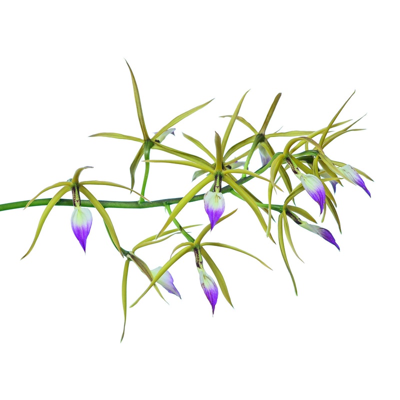 Prosthechea brassavolae