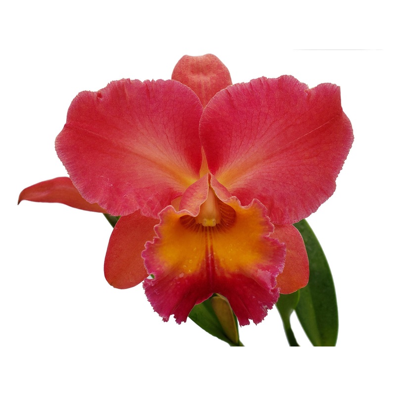 Rhyncholaeliocattleya Goldenzelle Orange Pun Pink Acc/aos