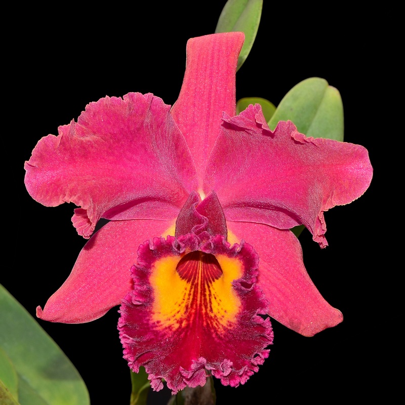 Rhyncholaeliocattleya Ilha Santa Maria