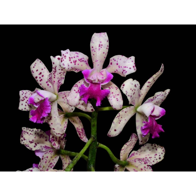 Rhyncholaeliocattleya Pauwela Charm