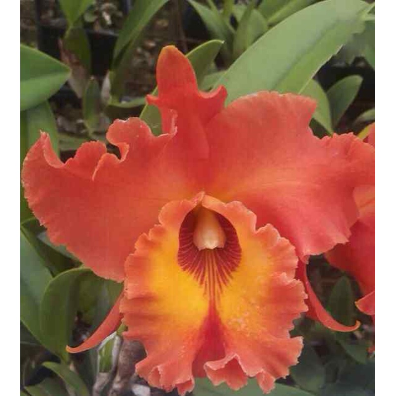 Rhyncholaeliocattleya Suzuki’s Matrix