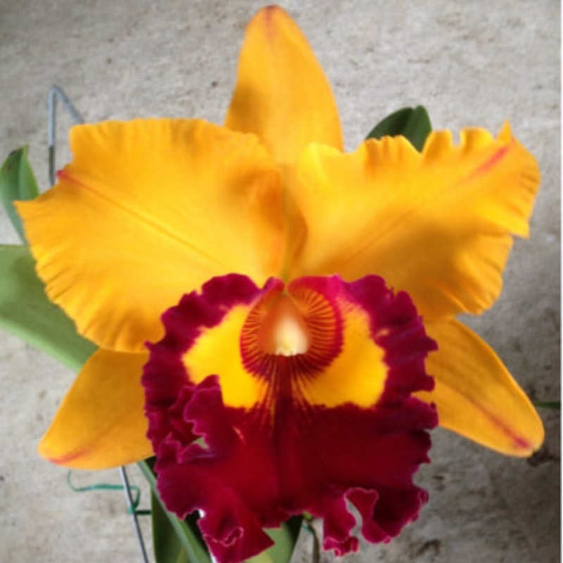 Rlc. Chunyeah Good Life AM/AOS