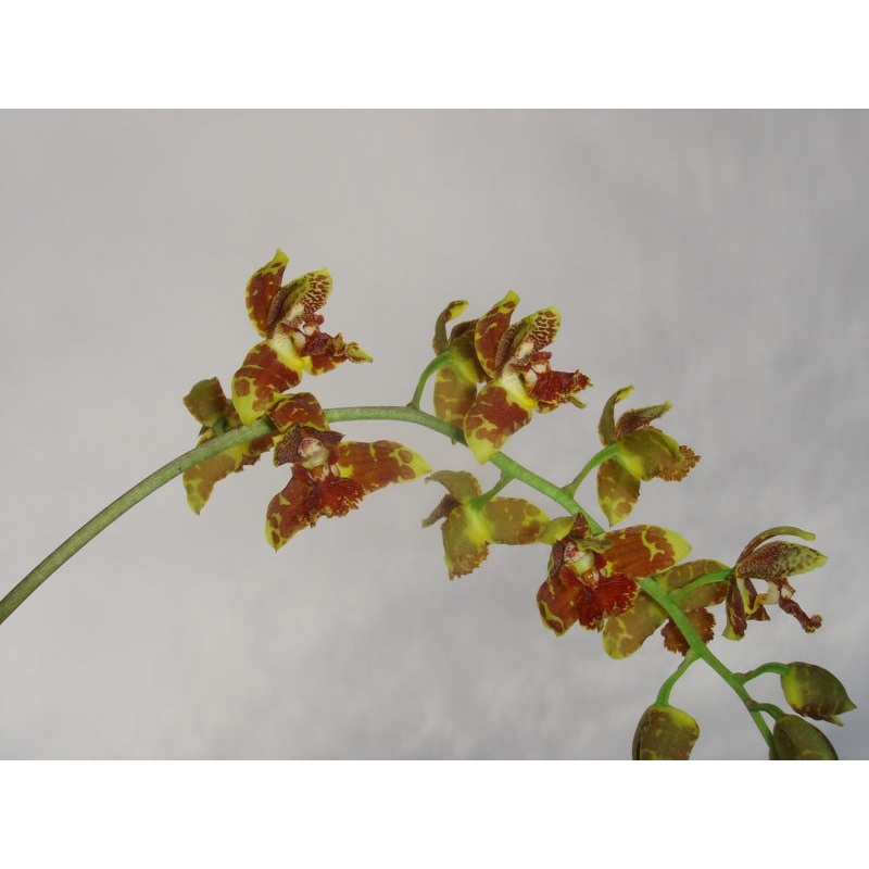 Rudolfiella floribunda