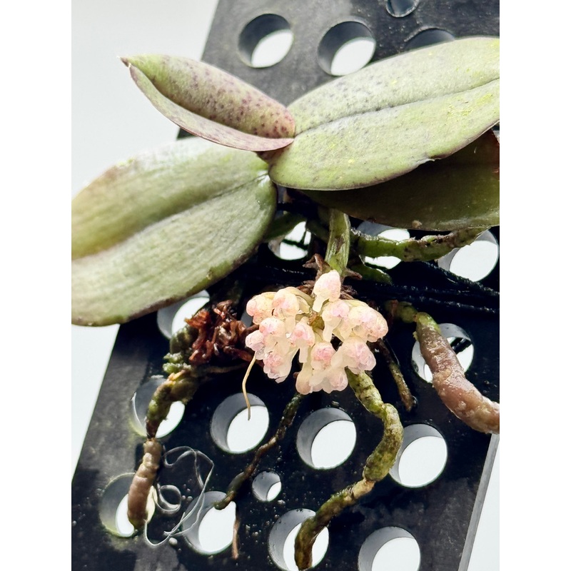 Schoenorchis endenii|Ja|Nee