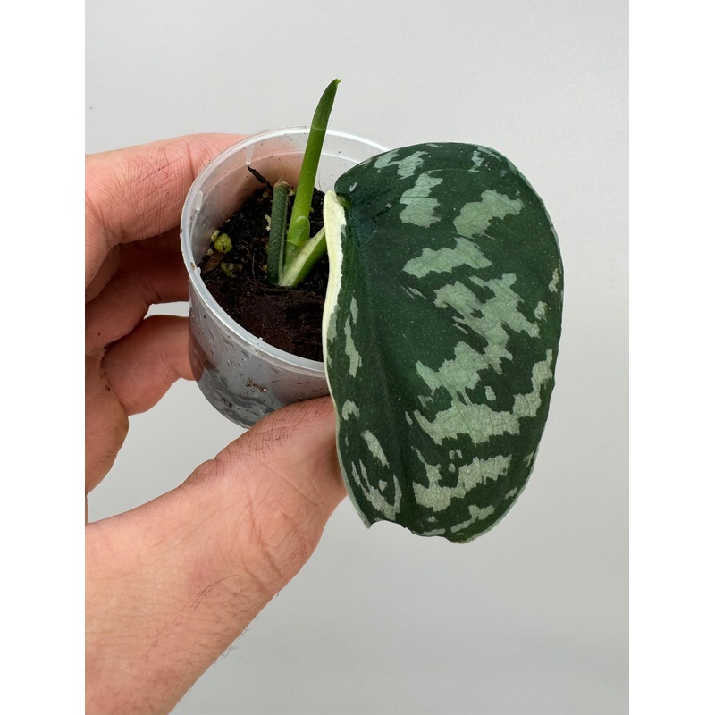 Scindapsus pictus variegated albo (1 Leaf)