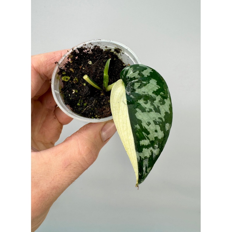 Scindapsus pictus variegated albo Half Moon (1 Leaf)