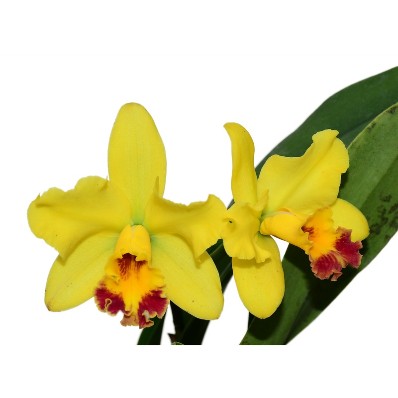 Sophrolaeliocattleya Fire Magic Solar Flame x Blc.Nobiles Bruno Bruno