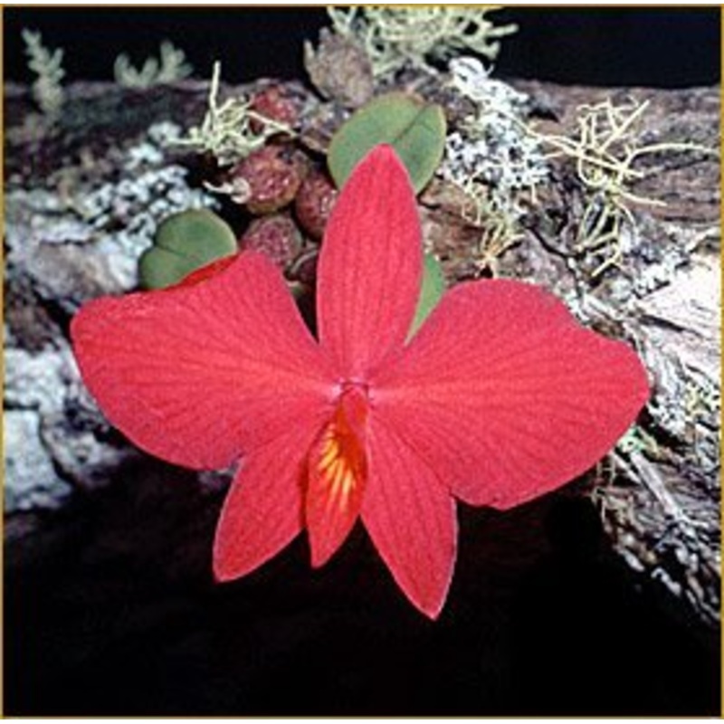 Sophronitis brevipedunculata Big Plant