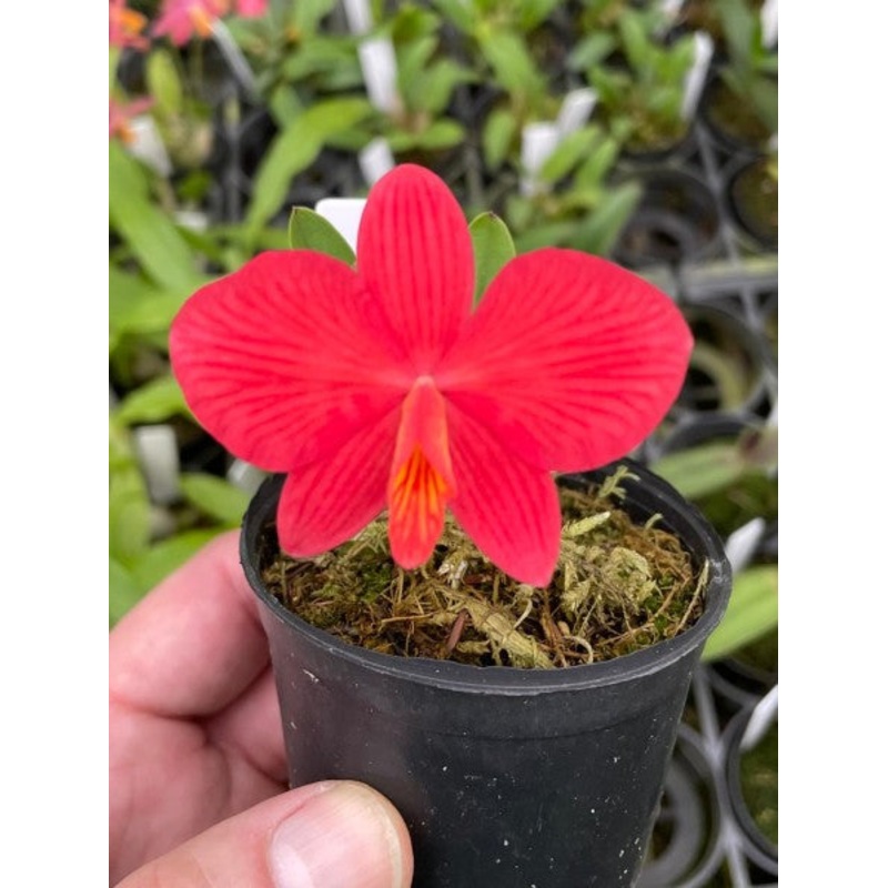 Sophronitis coccinea x wittigiana