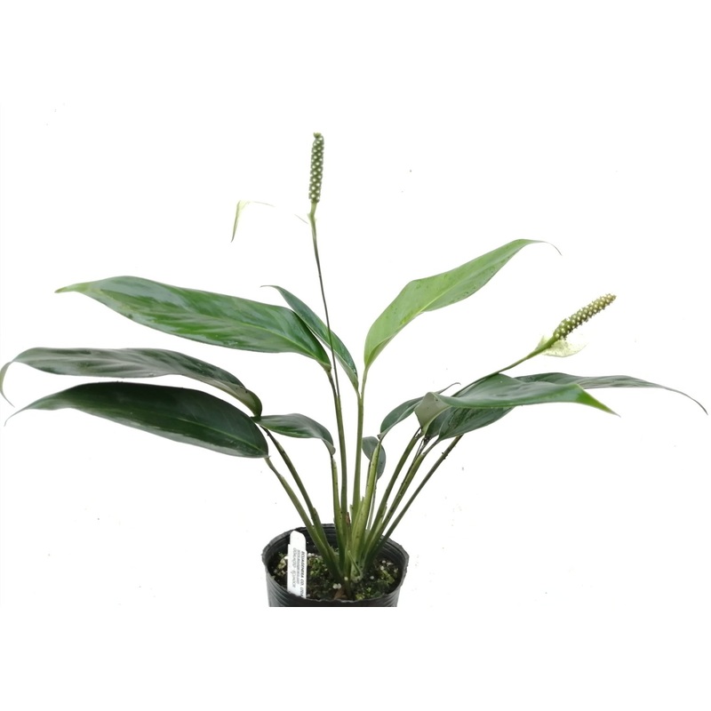Spathiphyllum pygmaeum
