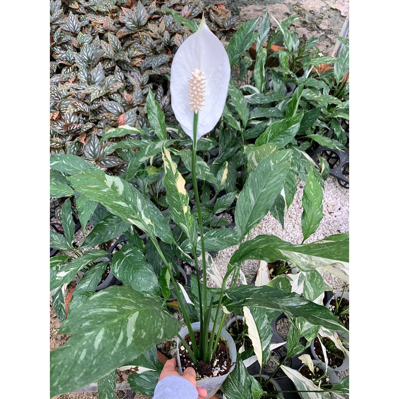 Spathiphyllum wallisii variegated