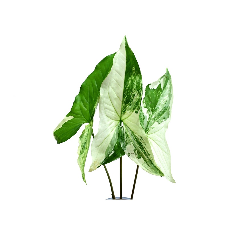 Syngonium podophyllum albo variegated