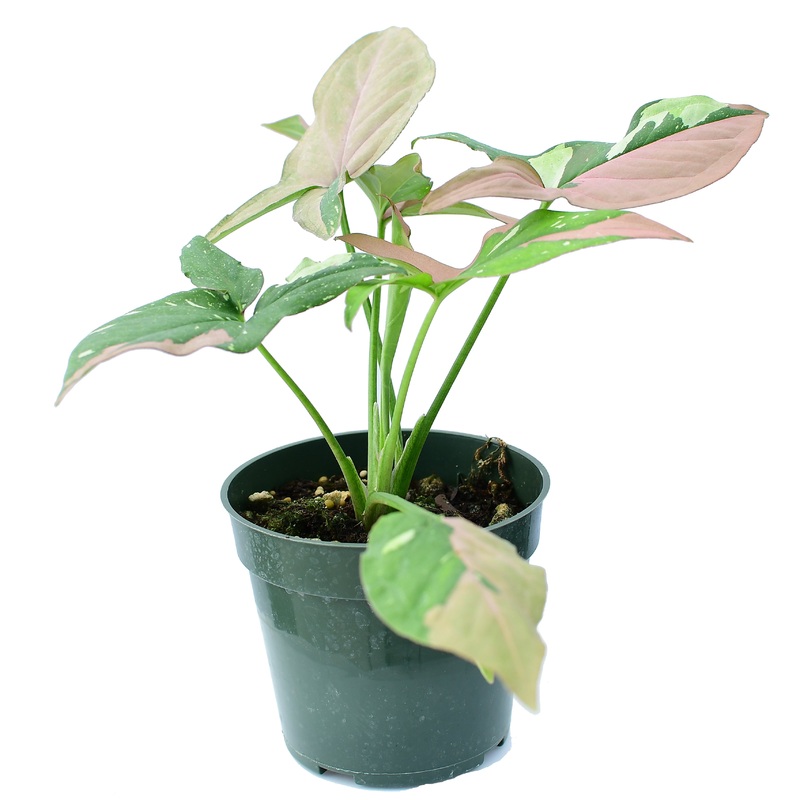 Syngonium red spot tricolor