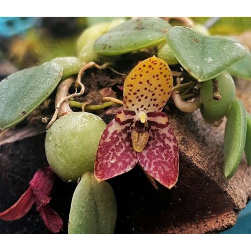 Trias nummularia|Ja|Nee