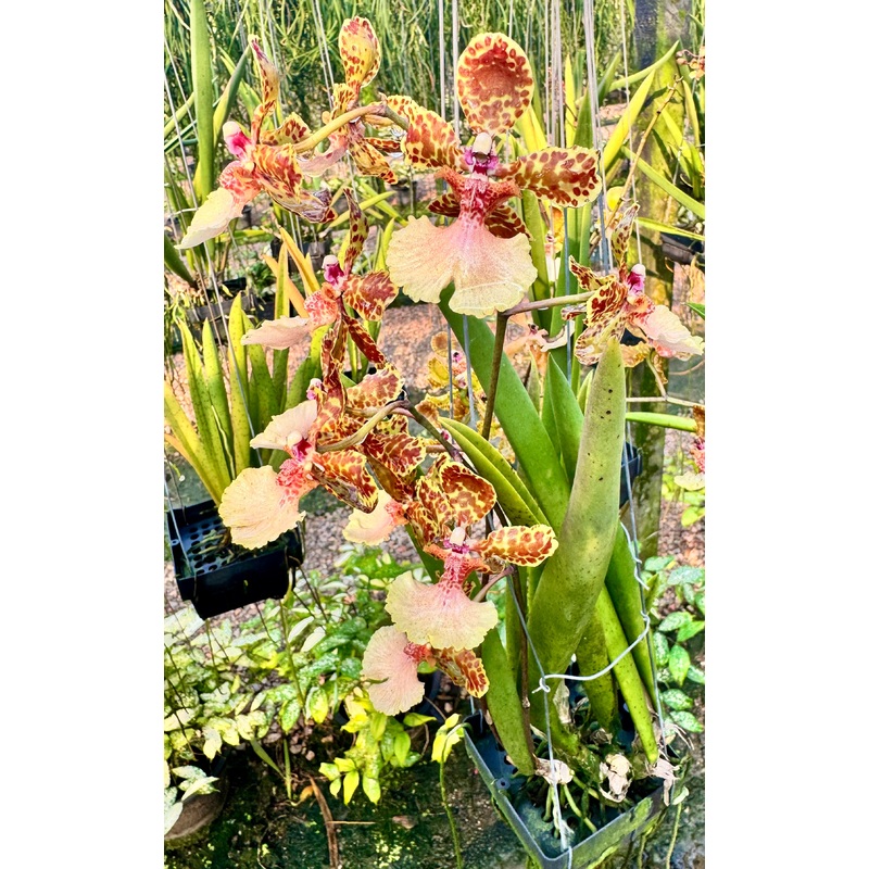 Trichocentrum jonesianum x Josephine