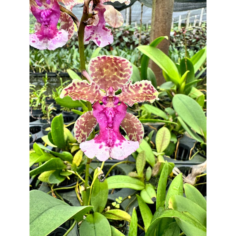 Trichocentrum lanceanum hybride (Pink)