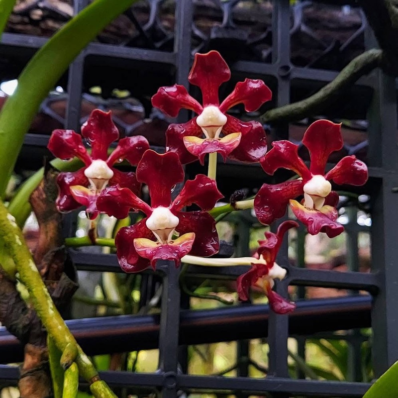 Vanda merrillii var rotorii (Big)