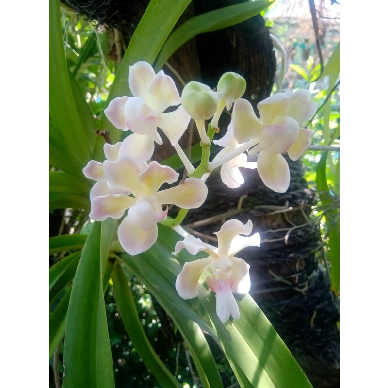 Vanda tricolor var. Alba (werkelijke alba, extreem zeldzaam)