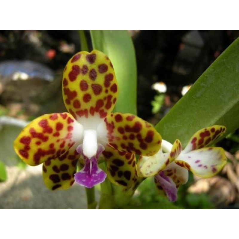 Vandopsis parishii|9 cm|Nee|Ja